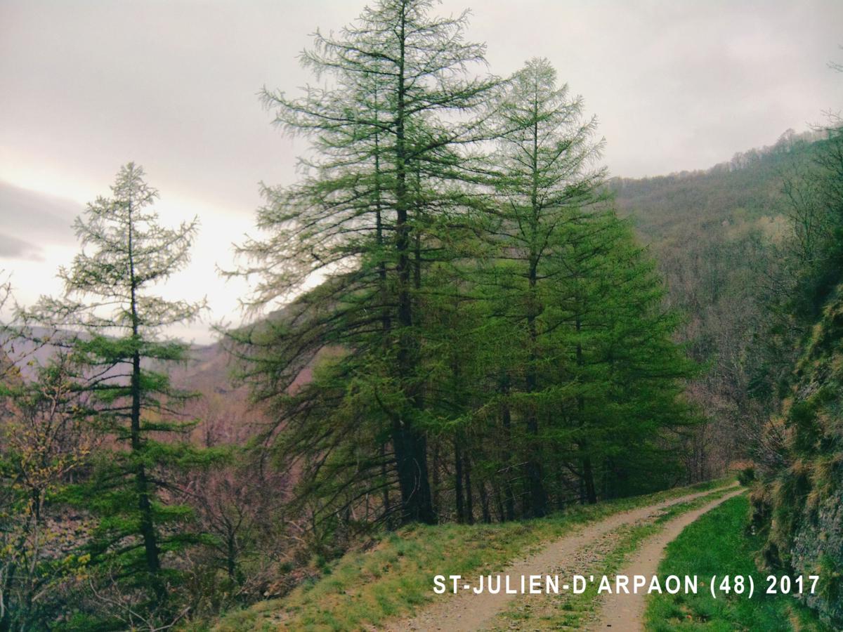 Larch, European plant